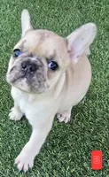 Toby, a male French Bulldog for sale in Sulphur Springs, TX – Photo 3 of 4