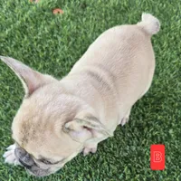 Toby, a male French Bulldog for sale in Sulphur Springs, TX – Photo 4 of 4