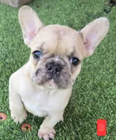 Toby, a male French Bulldog for sale in Sulphur Springs, TX – Photo 2 of 4