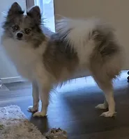 Mercedes , a female Pomeranian for sale in Sulphur Springs, TX – Photo 2 of 2