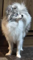 Mercedes , a female Pomeranian for sale in Sulphur Springs, TX – Photo 1 of 2