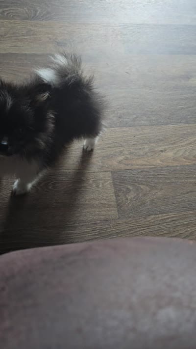 Rickey bobby, a male Pomeranian for sale in Sulphur Springs, TX – 7 of 8