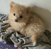 Sunny, a male Pomeranian for sale in Sulphur Springs, TX – 3 of 7