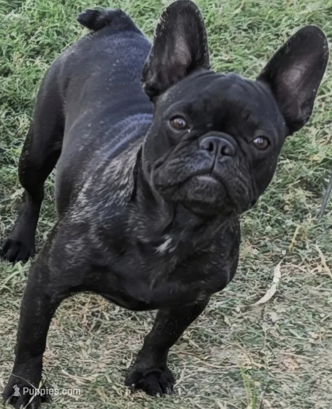 Daisy  – French Bulldog puppy for sale in Sulphur Springs, TX