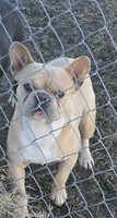 Yoda , a male French Bulldog for sale in Sulphur Springs, TX – Photo 2 of 3