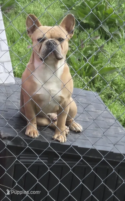 Yoda  – French Bulldog puppy for sale in Sulphur Springs, TX