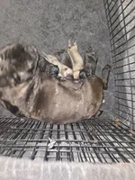 Daisy , a female French Bulldog for sale in Sulphur Springs, TX – 3 of 5