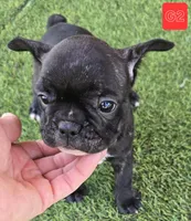 Lady, a female French Bulldog for sale in Sulphur Springs, TX – Photo 3 of 4