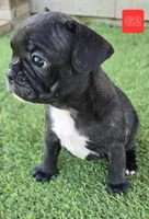 Lady, a female French Bulldog for sale in Sulphur Springs, TX – Photo 2 of 4