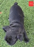 Lady, a female French Bulldog for sale in Sulphur Springs, TX – Photo 4 of 4