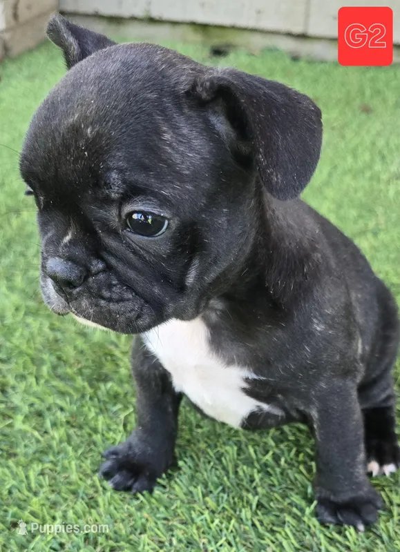 Lady – French Bulldog puppy for sale in Sulphur Springs, TX