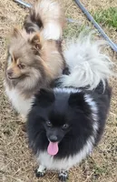 Piper , a female Pomeranian for sale in Sulphur Springs, TX – 2 of 4