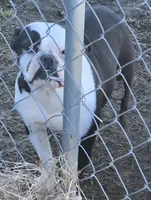 Paisley , a female French Bulldog for sale in Sulphur Springs, TX – Photo 4 of 4