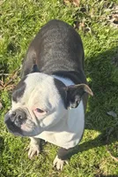 Paisley , a female French Bulldog for sale in Sulphur Springs, TX – Photo 3 of 4