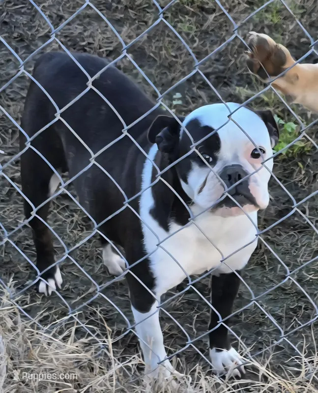 Paisley  – French Bulldog puppy for sale in Sulphur Springs, TX