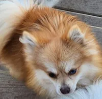 Cooper , a male Pomeranian for sale in Sulphur Springs, TX – Photo 2 of 2