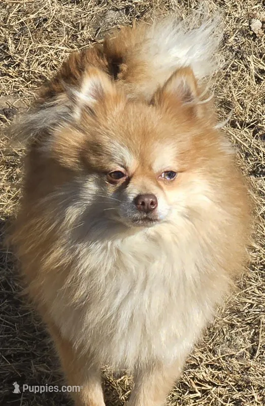 Cooper  – Pomeranian puppy for sale in Sulphur Springs, TX