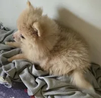 Sunny, a male Pomeranian for sale in Sulphur Springs, TX – 4 of 7