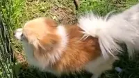 Ginger , a female Pomeranian for sale in Sulphur Springs, TX – 4 of 4