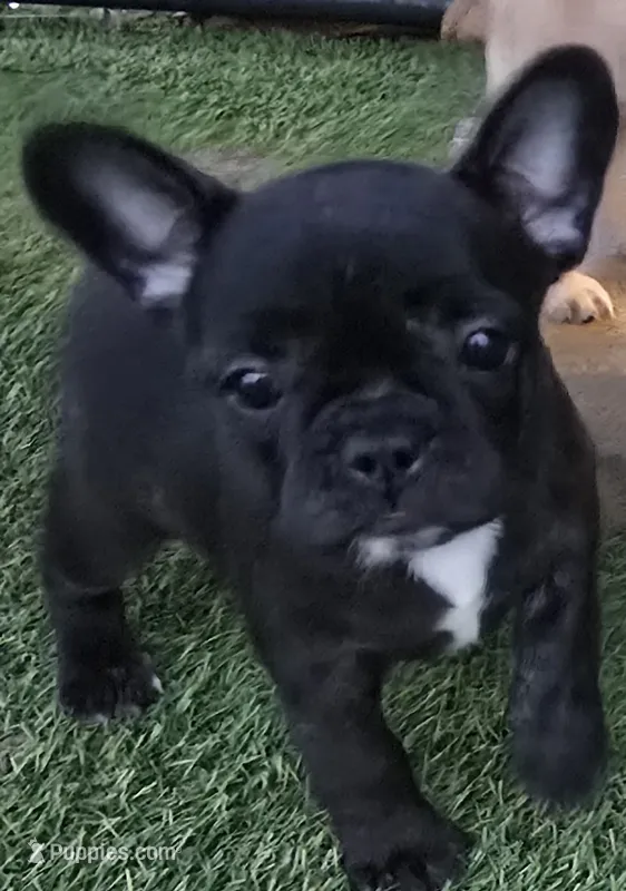 Lucy – French Bulldog puppy on hold in Sulphur Springs, TX