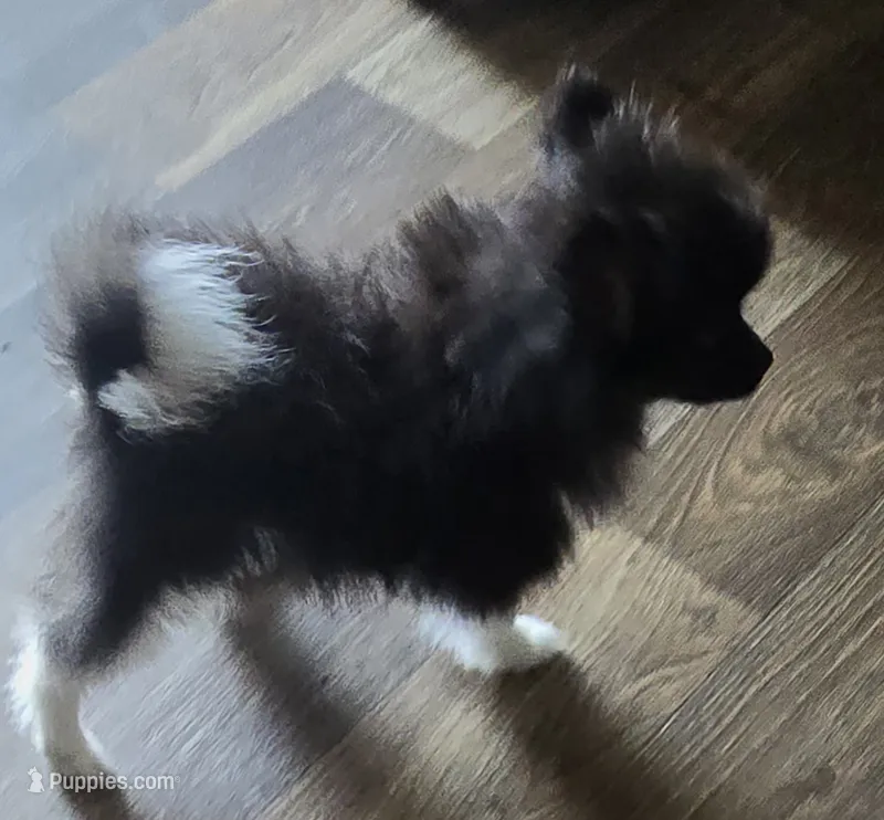 Rickey bobby – Pomeranian puppy for sale in Sulphur Springs, TX