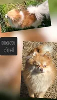 Dash , a male Pomeranian for sale in Sulphur Springs, TX – 6 of 8