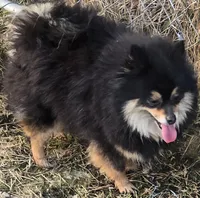 Gracie mae , a female Pomeranian for sale in Sulphur Springs, TX – Photo 2 of 2