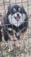 Gracie mae , a female Pomeranian for sale in Sulphur Springs, TX – Photo 1 of 2