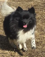Piper , a female Pomeranian for sale in Sulphur Springs, TX – 3 of 4