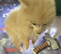 Sunny, a male Pomeranian for sale in Sulphur Springs, TX – 6 of 7
