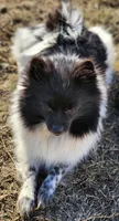 Piper , a female Pomeranian for sale in Sulphur Springs, TX – 4 of 4