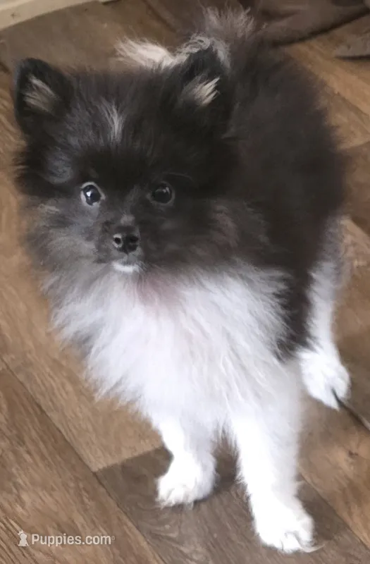 Rickey bobby – Pomeranian puppy for sale in Sulphur Springs, TX