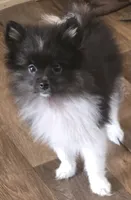 Rickey bobby, a male Pomeranian for sale in Sulphur Springs, TX – 5 of 8
