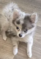 Mighty Max, a male Pomeranian for sale in Sulphur Springs, TX – 4 of 7
