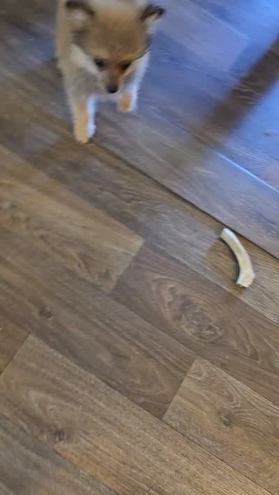 Dash , a male Pomeranian for sale in Sulphur Springs, TX – 7 of 8