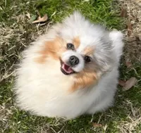 King , a male Pomeranian for sale in Sulphur Springs, TX – Photo 1 of 2