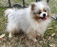 King , a male Pomeranian for sale in Sulphur Springs, TX – Photo 2 of 2