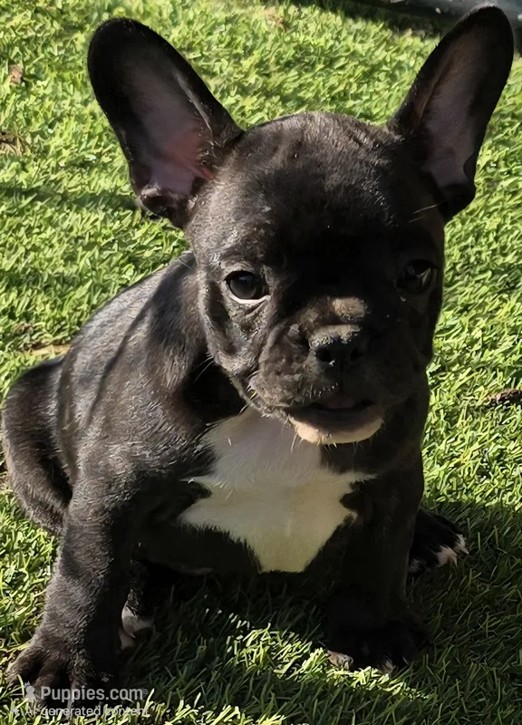 Lady – French Bulldog puppy for sale in Sulphur Springs, TX