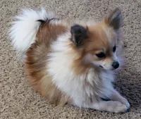 Ginger , a female Pomeranian for sale in Sulphur Springs, TX – 2 of 4