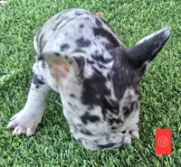 Jellybean , a female French Bulldog for sale in Sulphur Springs, TX – Photo 2 of 5