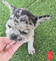 Jellybean , a female French Bulldog for sale in Sulphur Springs, TX – Photo 5 of 5