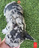 Jellybean , a female French Bulldog for sale in Sulphur Springs, TX – Photo 4 of 5