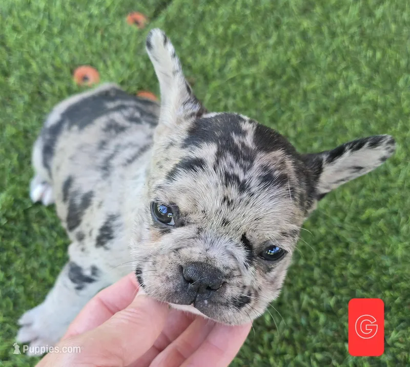 Jellybean  – French Bulldog puppy for sale in Sulphur Springs, TX