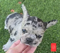 Jellybean , a female French Bulldog for sale in Sulphur Springs, TX – Photo 1 of 5