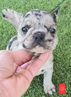 Jellybean , a female French Bulldog for sale in Sulphur Springs, TX – Photo 3 of 5