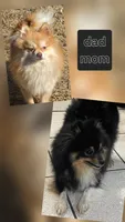 Jax, a male Pomeranian for sale in Sulphur Springs, TX – 5 of 6