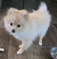 Jax, a male Pomeranian for sale in Sulphur Springs, TX – 2 of 6