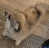 Dash , a male Pomeranian for sale in Sulphur Springs, TX – 3 of 8