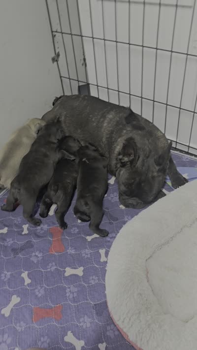 Daisy , a female French Bulldog for sale in Sulphur Springs, TX – 5 of 5