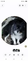 Rickey bobby, a male Pomeranian for sale in Sulphur Springs, TX – 6 of 8
